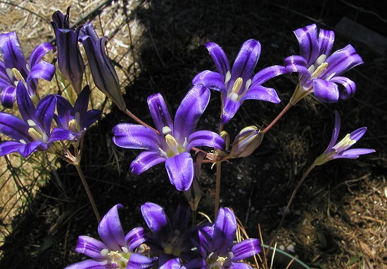 Fleurs de jardin violettes à partir de bulbes
