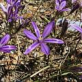 Brodiaea appendiculata, UC Botanical Garden, Nhu Nguyen [Shift+click to enlarge, Click to go to wiki entry]