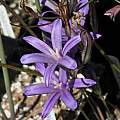 Brodiaea coronaria, Nhu Nguyen [Shift+click to enlarge, Click to go to wiki entry]
