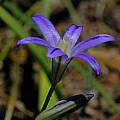 Brodiaea coronaria, Mary Sue Ittner [Shift+click to enlarge, Click to go to wiki entry]