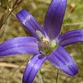 Brodiaea elegans, Jim Duggan