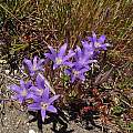Brodiaea elegans, Tin Barn Road, Bob Rutemoeller [Shift+click to enlarge, Click to go to wiki entry]