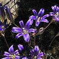 Brodiaea elegans, Bob Rutemoeller [Shift+click to enlarge, Click to go to wiki entry]