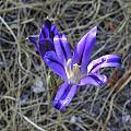 Brodiaea elegans, Mary Sue Ittner [Shift+click to enlarge, Click to go to wiki entry]