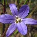 Brodiaea filifolia, Jim Duggan