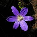 Brodiaea filifolia, Bob Rutemoeller [Shift+click to enlarge, Click to go to wiki entry]