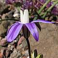 Brodiaea insignis, Tilden Botanic Garden, Nhu Nguyen [Shift+click to enlarge, Click to go to wiki entry]