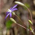 Brodiaea insignis, Calflora, Joe Engelbrecht, CC BY-NC