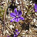 Brodiaea jolonensis, Bob Rutemoeller [Shift+click to enlarge, Click to go to wiki entry]