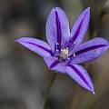 Brodiaea jolonensis, Mary Sue Ittner [Shift+click to enlarge, Click to go to wiki entry]