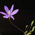 Brodiaea leptandra, Bob Rutemoeller [Shift+click to enlarge, Click to go to wiki entry]