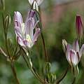 Brodiaea matsonii, Dean Taylor, CC BY-SA [Shift+click to enlarge, Click to go to wiki entry]