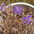 Brodiaea minor, Mary Sue Ittner [Shift+click to enlarge, Click to go to wiki entry]