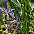 Brodiaea minor, Mary Sue Ittner [Shift+click to enlarge, Click to go to wiki entry]