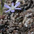 Brodiaea minor, Bob Rutemoeller [Shift+click to enlarge, Click to go to wiki entry]
