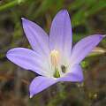 Brodiaea orcuttii, Jim Duggan [Shift+click to enlarge, Click to go to wiki entry]