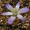 Brodiaea pallida, Bob Rutemoeller [Shift+click to enlarge, Click to go to wiki entry]