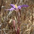 Brodiaea santarosae, Ron Vanderhoff, CC BY-SA [Shift+click to enlarge, Click to go to wiki entry]