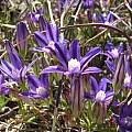 Brodiaea terrestris, Nhu Nguyen [Shift+click to enlarge, Click to go to wiki entry]