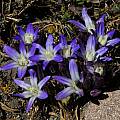 Brodiaea terrestris ssp. terrestris, Mary Sue Ittner [Shift+click to enlarge, Click to go to wiki entry]