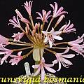 Brunsvigia bosmaniae, Bill Dijk [Shift+click to enlarge, Click to go to wiki entry]
