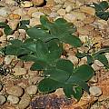 Brunsvigia bosmaniae, leaves, Mary Sue Ittner