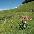 Brunsvigia grandiflora, Maclear, Bob Rutemoeller