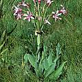 Brunsvigia grandiflora, Maclear, Mary Sue Ittner