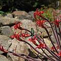 Brunsvigia josephinae, UC Botanical Garden, Nhu Nguyen [Shift+click to enlarge, Click to go to wiki entry]