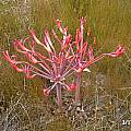 Brunsvigia litoralis, Cameron McMaster [Shift+click to enlarge, Click to go to wiki entry]