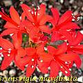 Brunsvigia marginata, Bill Dijk [Shift+click to enlarge, Click to go to wiki entry]