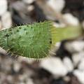 Brunsvigia namaquana seedling leaf, Uluwehi Knecht [Shift+click to enlarge, Click to go to wiki entry]