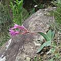 Brunsvigia natalensis, Jenny Potgieter, iNaturalist, CC BY-NC