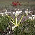 Brunsvigia orientalis, Alan Horstmann [Shift+click to enlarge, Click to go to wiki entry]