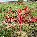 Brunsvigia orientalis, Bredasdorp, Cameron McMaster [Shift+click to enlarge, Click to go to wiki entry]