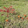 Brunsvigia orientalis with Haemanthus coccineus, Bredasdorp, Cameron McMaster Brunsvigia orientalis with Haemanthus coccineus, Bredasdorp, Cameron McMaster