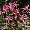Brunsvigia striata, Andrew Harvie [Shift+click to enlarge, Click to go to wiki entry]