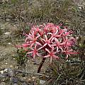 Brunsvigia striata, Cameron McMaster [Shift+click to enlarge, Click to go to wiki entry]