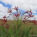 Brunsvigia undulata, Peter Warren, iNaturalist, CC0