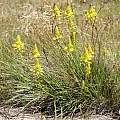 Bulbine abyssinica, Gaika's Kop, Christopher Whitehouse