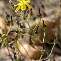 Bulbine flexuosa flower and fruits, Gifberg, photo by Rob Skillin