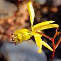 Bulbine mesembryanthoides subsp. namaquensis, Rob Skillin
