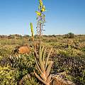 Bulbine praemorsa, Steinkopf Plateau, Rob Skillin