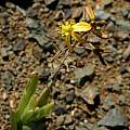 Bulbine sp., Bob Rutemoeller [Shift+click to enlarge, Click to go to wiki entry]