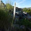 Bulbinella cauda-felis, Namaqualand, Cameron McMaster