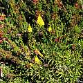 Bulbinella floribunda, Nhu Nguyen