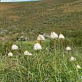 Bulbinella nutans ssp. nutans, Napier, Cameron McMaster