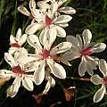 Burchardia umbellata, Dirk Wallace Burchardia umbellata, Dirk Wallace