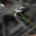 Caladenia gracilis, Grampians, Bob Rutemoeller