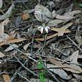 Caladenia gracilis, Grampians, Mary Sue Ittner